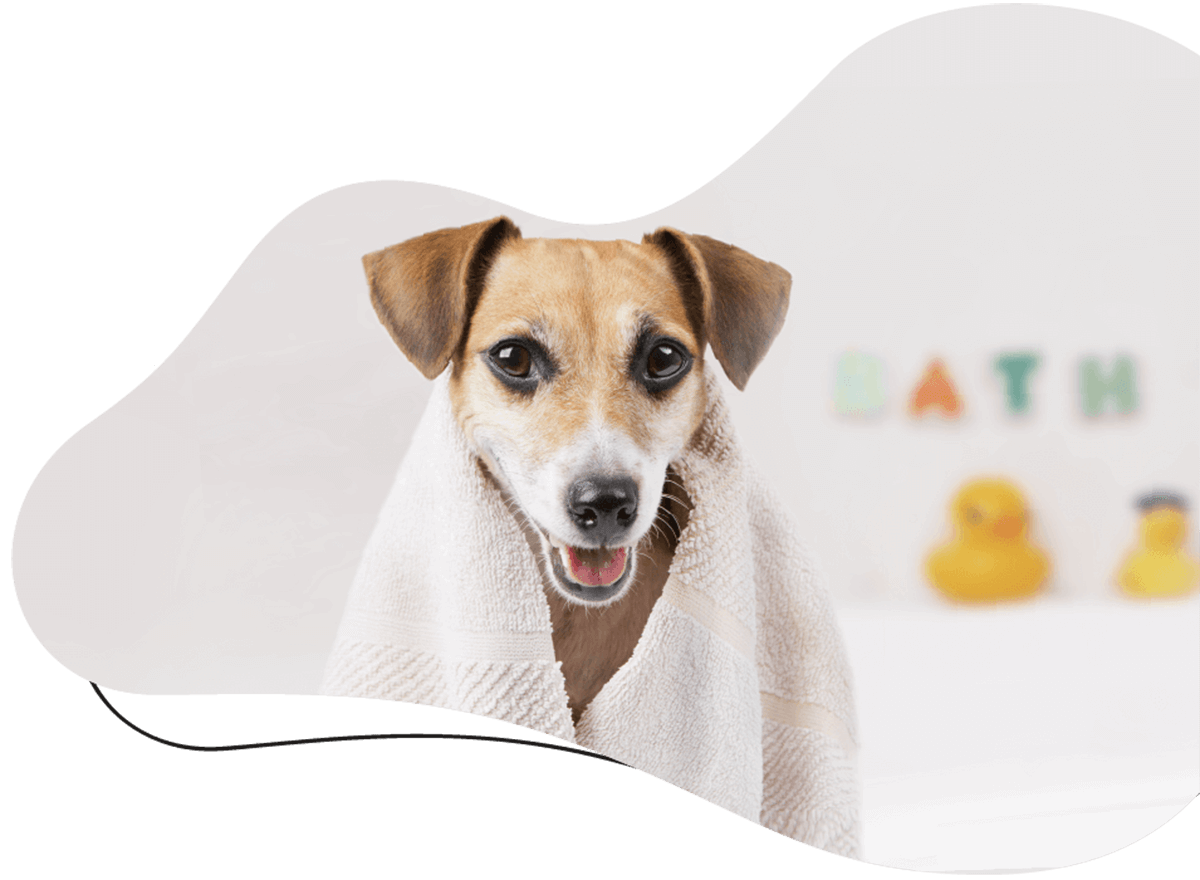 Seattle Pet Sitters Cute doggy