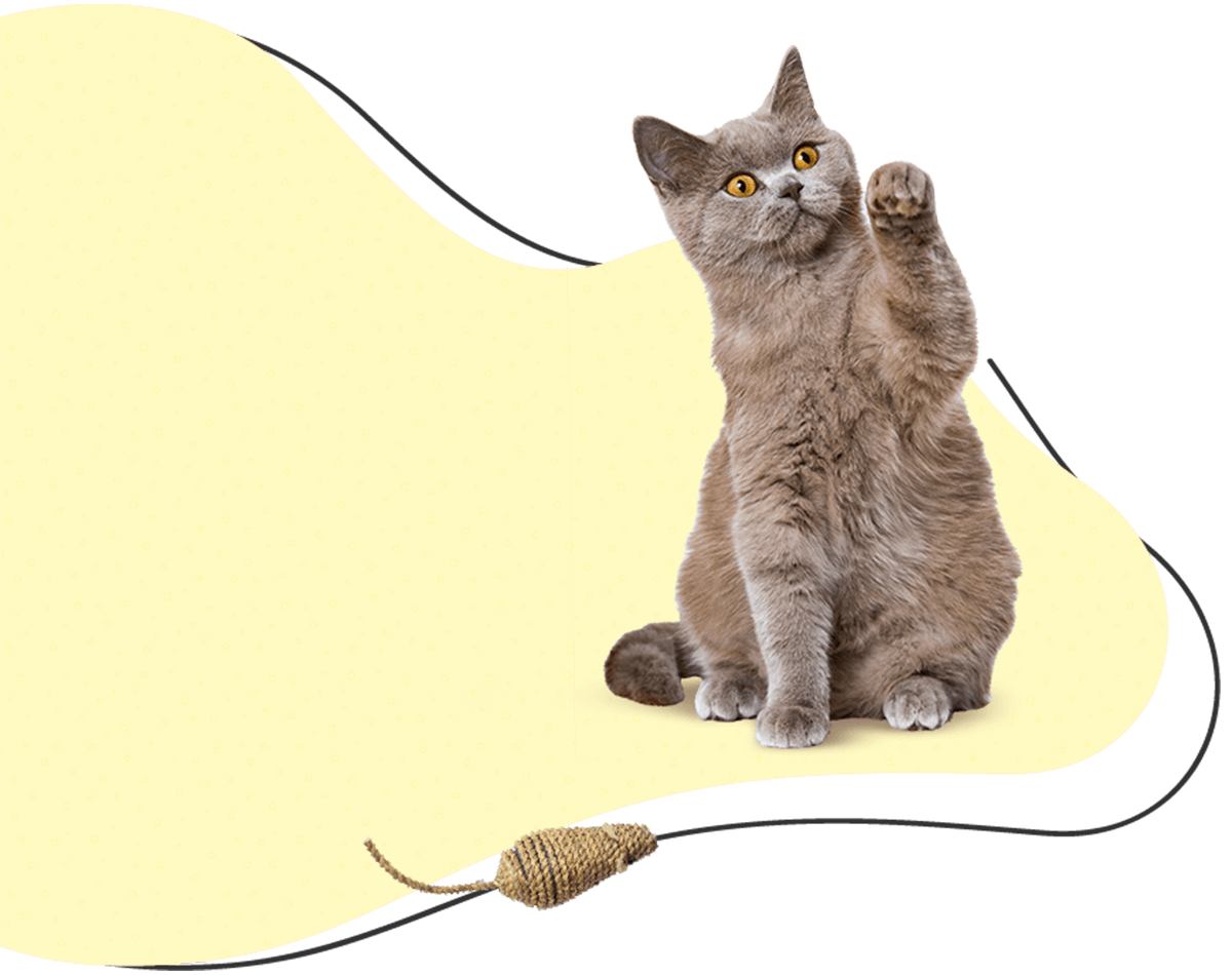 Seattle Pet Sitters Cute Kitty