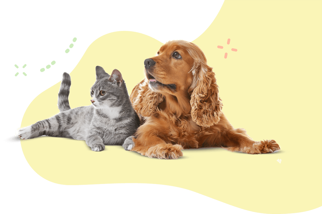 Seattle Pet Sitters Group of cute pets Seattle Pet Sitters Group of cute pets