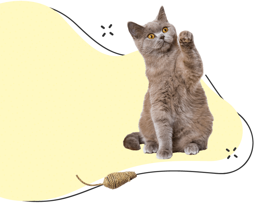 Seattle Pet Sitters Cute Kitty