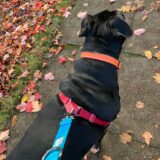 https://seattlepetsittersandmore.com/wp-content/uploads/2023/02/Winnie-Walking-160x160.jpg