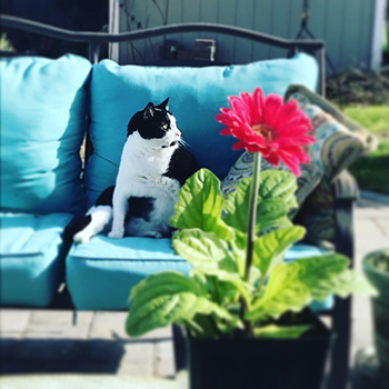 Spring Time and Your Pets