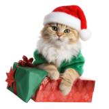 kitty cat in a red hat kitty cat in a red hat