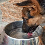https://seattlepetsittersandmore.com/wp-content/uploads/2025/07/Dog-Drinking-Water-160x160.jpg