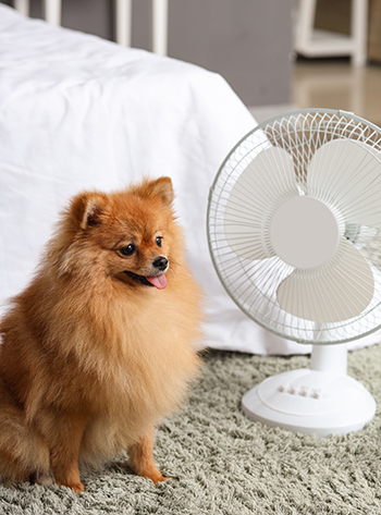 How to Keep Your Pets Safe in a Heat Wave