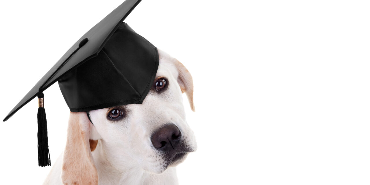 National Train Your Dog Month